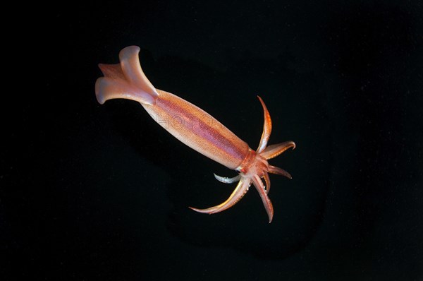 Japanese common squid or Japanese flying squid (Todarodes pacificus)