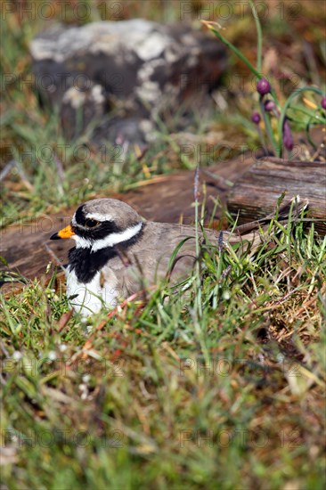 Ringed Plover (Charadrius hiaticula)