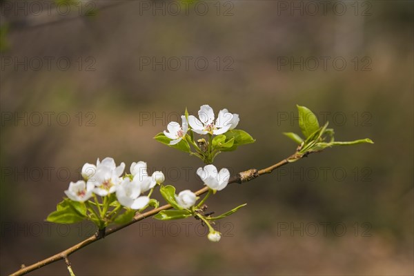 Close-up of a Pear tree bloom (Pyrus) in the 'Jardin du Grand Portage' garden in spring