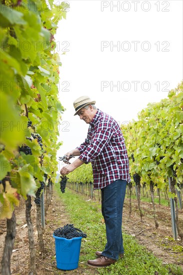 Winemaker or vintner harvesting grapes in his vineyard