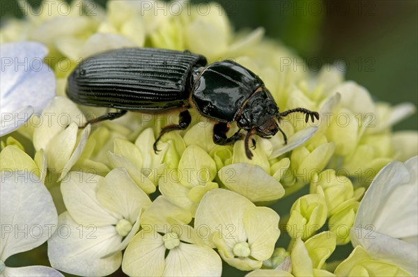 Bessbug (Passalidae)