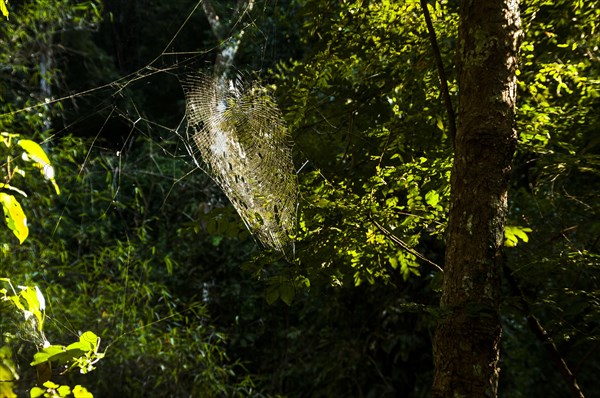 Cobweb in a forest against the light