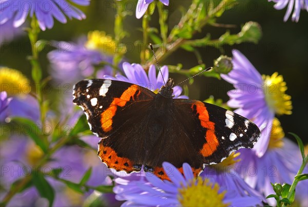 Red Admiral butterfly (Vanessa atalanta) on China Aster (Callistephus chinensis)