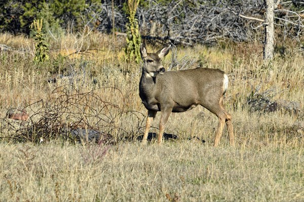 Mule Deer (Odocoileus hemionus)