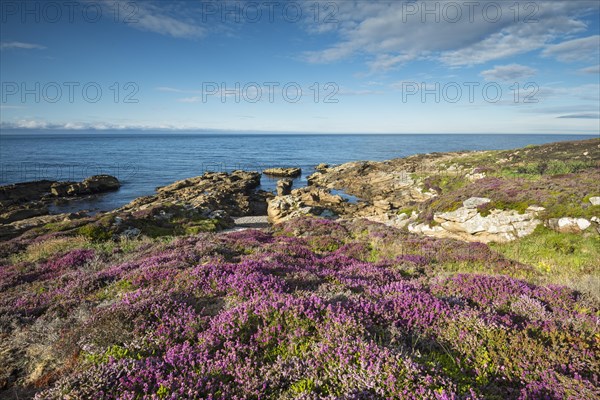 Rugged coastal landscape with flowering heather (Ericaceae) on the Moray Firth at Tarbat Ness