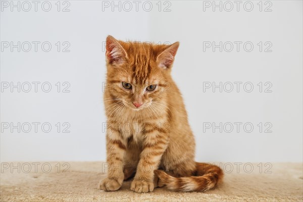 Young ginger tabby domestic cat