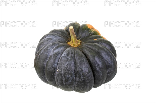 Pumpkin 'Musque de Provence' variety