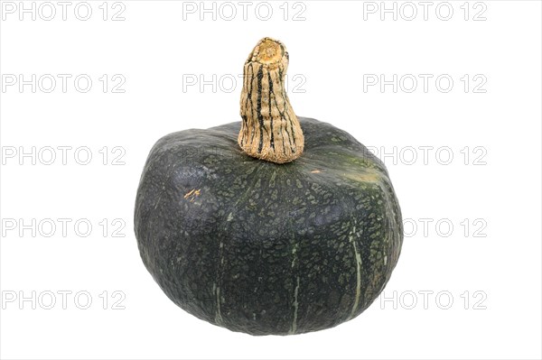 Squash variety