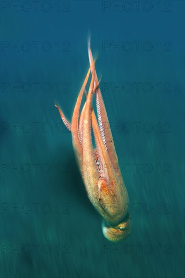 Giant Pacific octopus or North Pacific giant octopus (Enteroctopus dofleini)