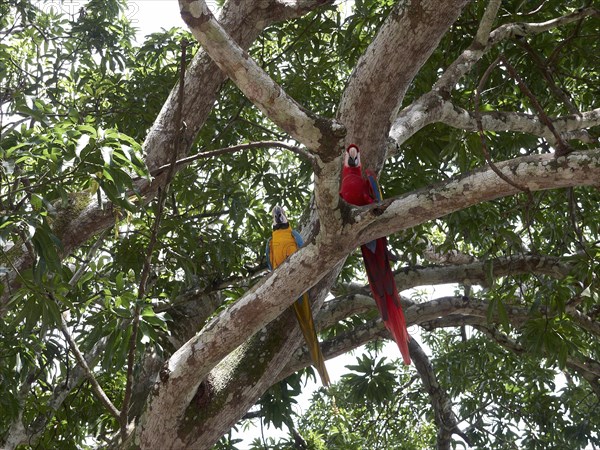 Scarlet Macaw (Ara macao) and a Blue-and-Yellow Macaw or Blue-and-Gold Macaw (Ara ararauna) perched on a tree