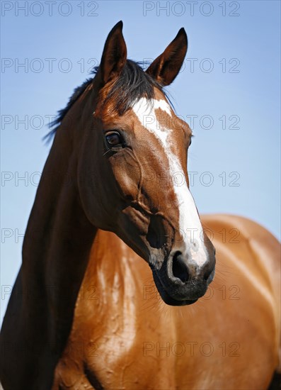 Brown mare