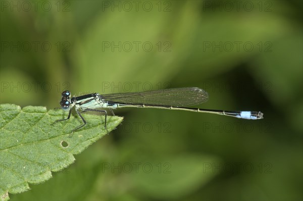 Blue-tailed Damselfly (Ischnura elegans)