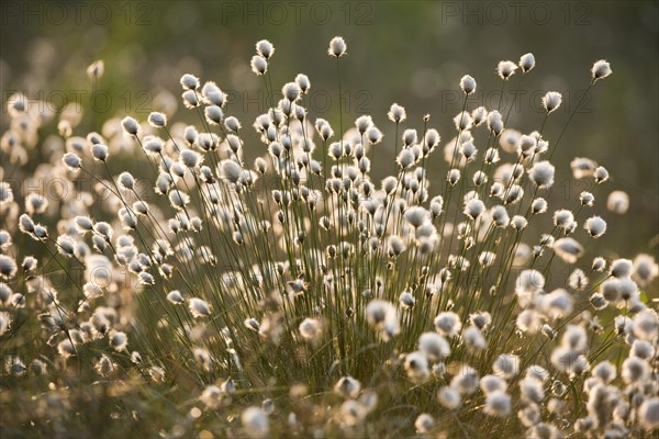 Tussock Cottongrass (Eriophorum vaginatum)