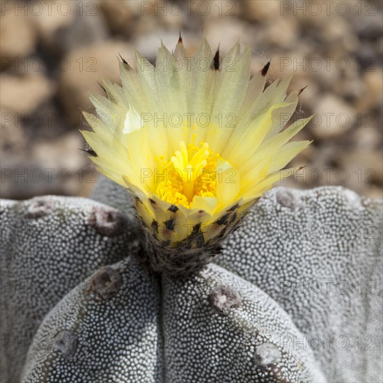 Bishop's Cap Cactus (Astrophytum myriostigma)