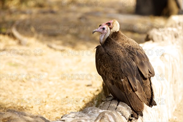 Two Lappet-faced Vultures (Aegypius tracheliotus