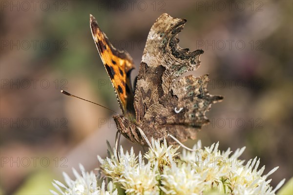 Comma butterfly (Polygonia c-album)