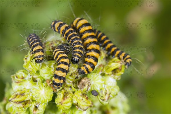 Cinnabar Moth (Tyria jacobaeae)