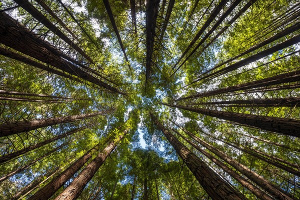 View from below into the treetops