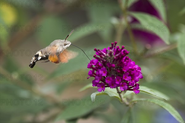 Hummingbird hawk-moth (Macroglossum stellatarum)