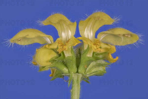 Yellow archangel (Lamium galeobdolon) against a blue background