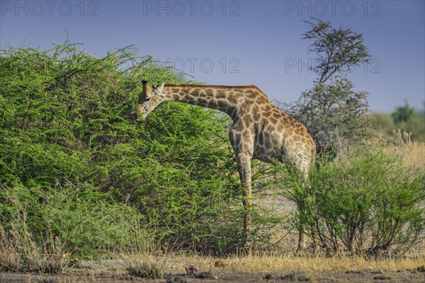 Angolan Giraffe (Giraffa camelopardalis angolensis) eating on a shrub