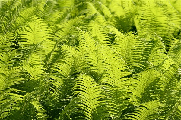 Ostrich Fern (Matteuccia struthiopteris) against the light