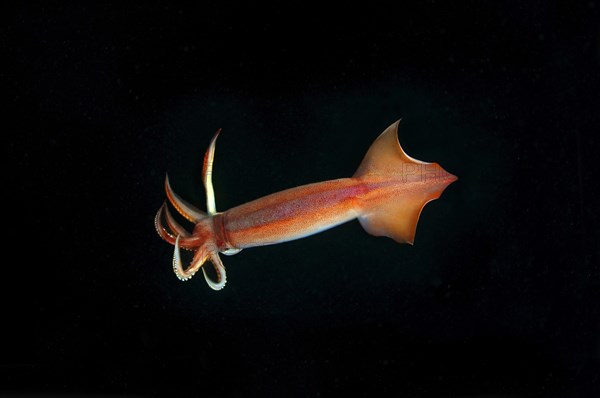 Japanese common squid or Japanese flying squid (Todarodes pacificus)