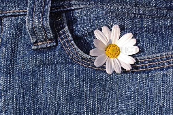 Daisy in a jeans pocket