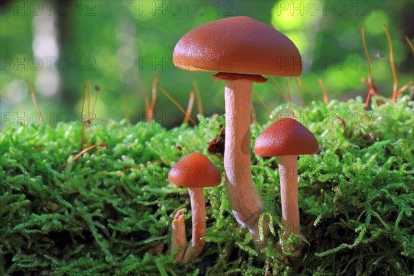 Funeral Bell (Galerina marginata)