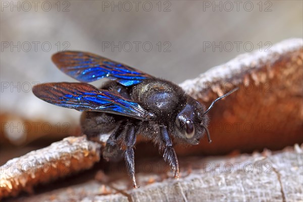 Violet carpenter bee