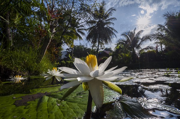 Lotus flowers (Nelumbo)