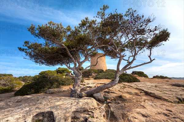 Old pine tree (Pinus pinea)