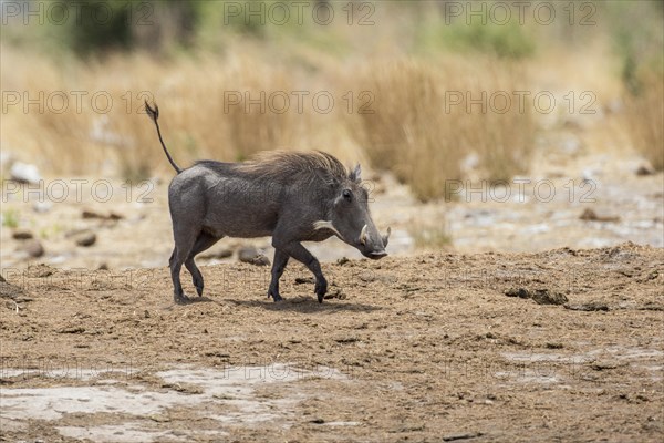 Warthog (Phacochoerus aethiopicus)