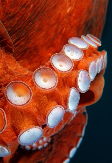 Suckers of Giant Pacific octopus or North Pacific giant octopus (Enteroctopus dofleini)