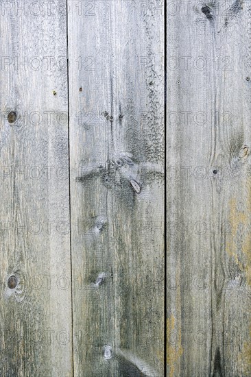 Old wood texture