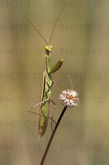 European mantis (Mantis religiosa)