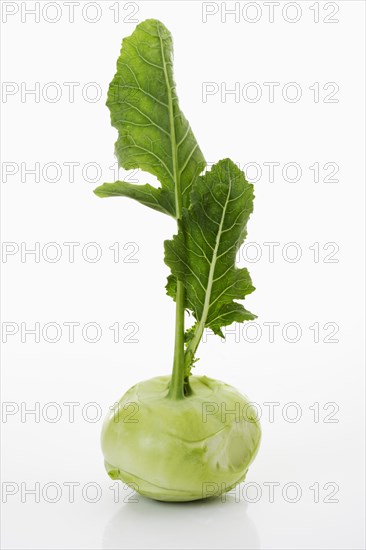 Kohlrabi (Brassica oleracea var gongylodes)