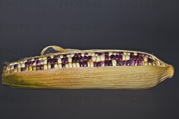 Corn on the cob with coloured corn kernels