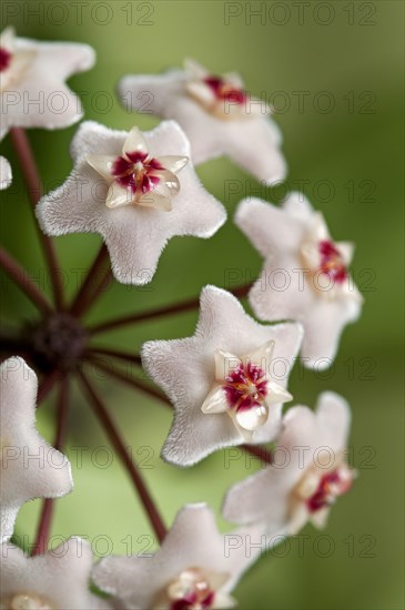 Closeup of a flower umbel of a Wax Plant (Hoya carnosa)