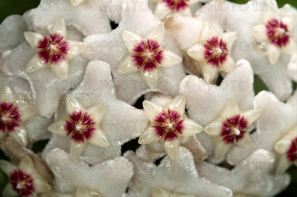 Closeup of a flower umbel of a Wax Plant (Hoya carnosa)
