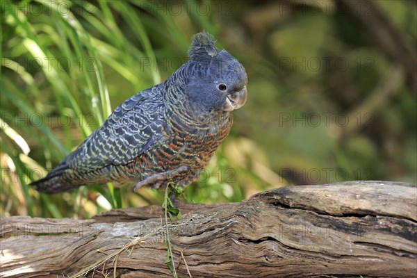 Gang-gang Cockatoo (Callocephalon fimbriatum)