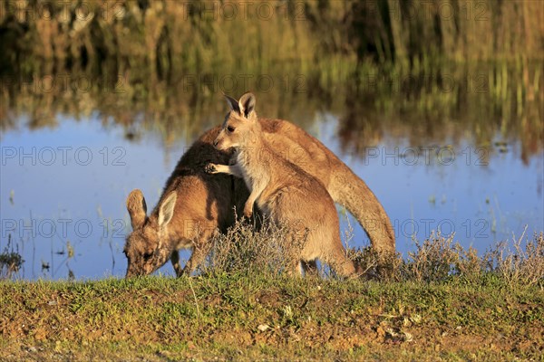 Eastern Grey Kangaroo (Macropus giganteus) female with joey