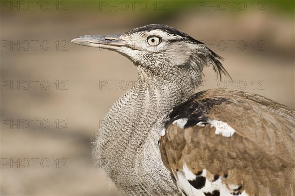 Kori Bustard (Ardeotis kori)