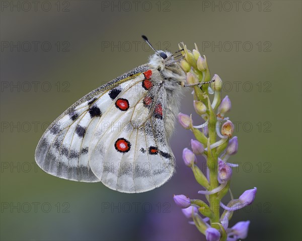 Apollo Butterfly (Parnassius apollo) on a Short-spurred Fragrant Orchid (Gymnadenia odoratissima)