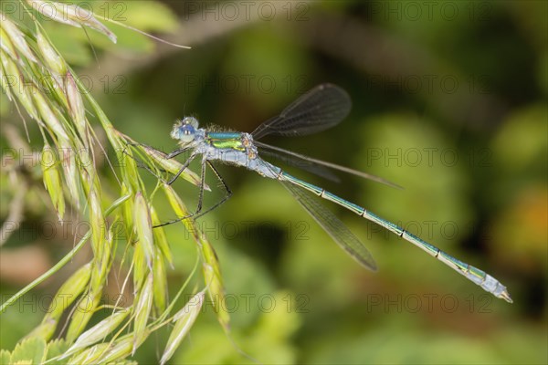 Emerald Damselfly (Lestes sponsa)