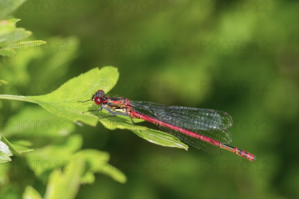 Large Red Damselfly (Pyrrhosoma nymphula)