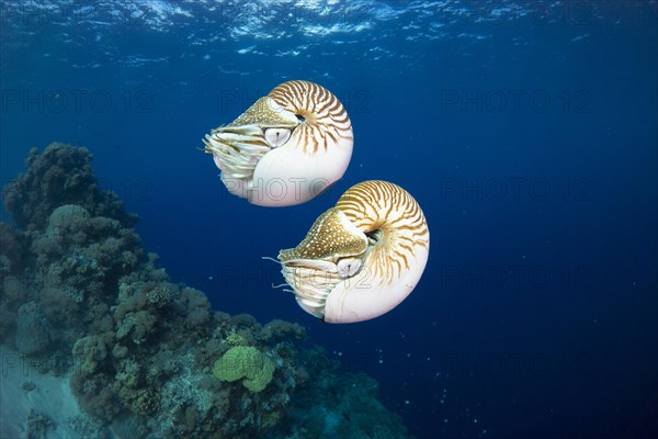 Palau Nautiluses (Nautilus belauensis)