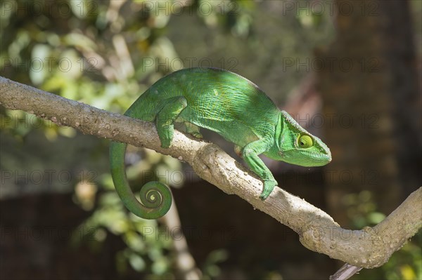 Parson's Chameleon (Calumma parsonii)