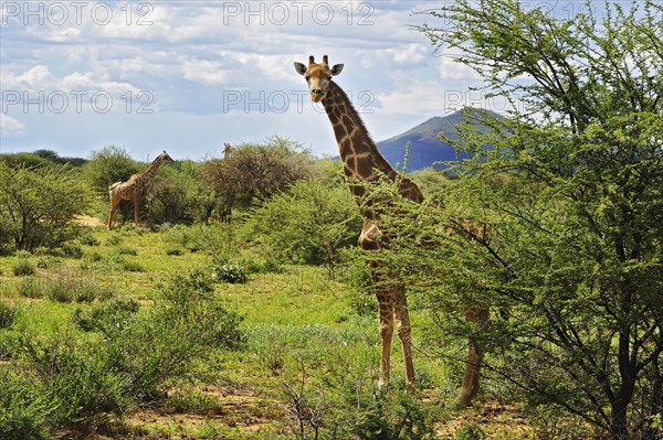 Savannah with giraffes (Giraffa camelopardalis) in Okahandja