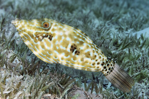 Scrawled Filefish (Aluterus scriptus) on seagrass meadow